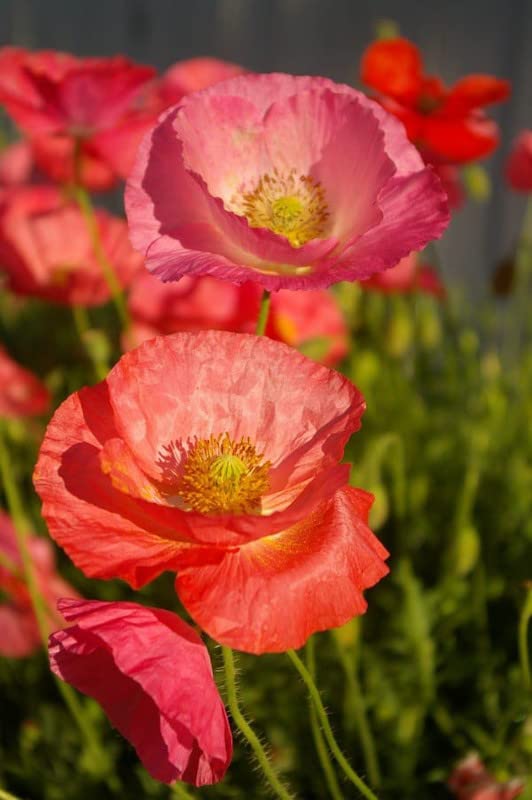 poppy✴︎ KK ENTERPRISE Poppy Red Flower Seeds for Gardening | Red Flower